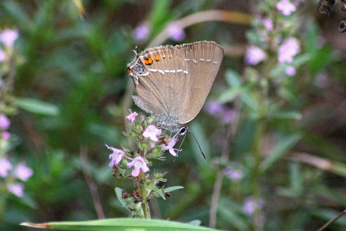 Theclinae del Parco del Ticino